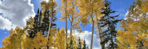 Benefits of Fall Colors with BeeHive Home Care of New Mexico